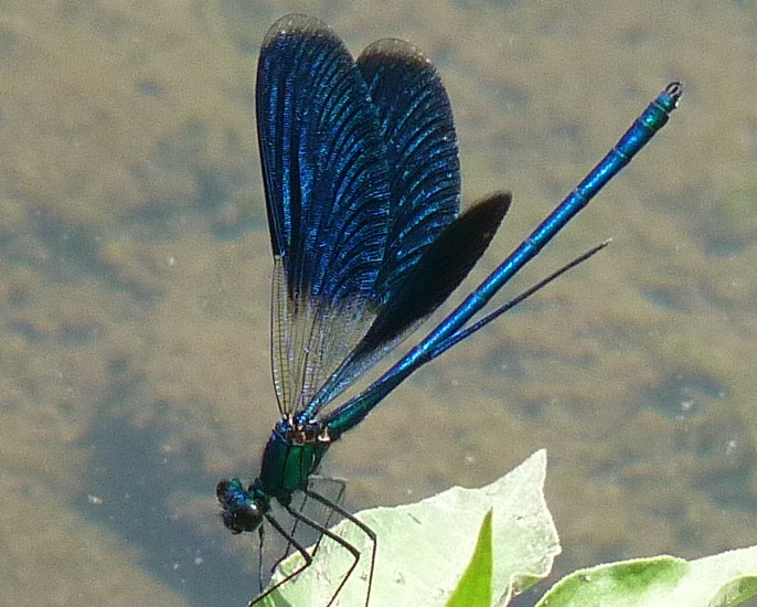 calopteryx splendens?